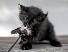 Wildfee's Norwegische Waldkatzen Wildfee's Zoe - 10 Wochen alt