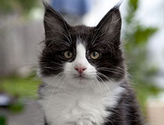 Wildfee's Norwegische Waldkatzen Wildfee's ZsaZsa - 10 Wochen alt