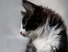 Wildfee's Norwegische Waldkatzen Wildfee's ZsaZsa - 10 Wochen alt