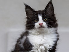 Wildfee's Norwegische Waldkatzen Wildfee's ZsaZsa - 10 Wochen alt