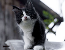 Wildfee's Norwegische Waldkatzen Wildfee's ZsaZsa - 10 Wochen alt