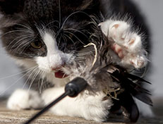 Wildfee's Norwegische Waldkatzen Wildfee's ZsaZsa - 10 Wochen alt