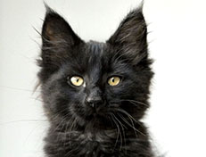 Wildfee's Norwegische Waldkatzen Wildfee's Zarah - 12 Wochen alt