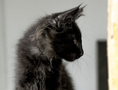 Wildfee's Norwegische Waldkatzen Wildfee's Zarah - 12 Wochen alt