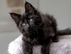 Wildfee's Norwegische Waldkatzen Wildfee's Zarah - 12 Wochen alt