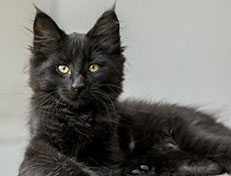 Wildfee's Norwegische Waldkatzen Wildfee's Zarah - 12 Wochen alt