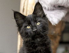 Wildfee's Norwegische Waldkatzen Wildfee's Zarah - 12 Wochen alt