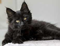 Wildfee's Norwegische Waldkatzen Wildfee's Zarah - 12 Wochen alt