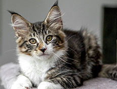 Wildfee's Norwegische Waldkatzen Wildfee's Zazazu - 12 Wochen alt