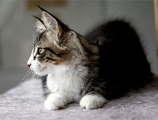 Wildfee's Norwegische Waldkatzen Wildfee's Zazazu - 12 Wochen alt