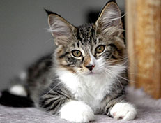 Wildfee's Norwegische Waldkatzen Wildfee's Zazazu - 12 Wochen alt