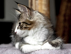 Wildfee's Norwegische Waldkatzen Wildfee's Zazazu - 12 Wochen alt