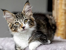 Wildfee's Norwegische Waldkatzen Wildfee's Zazazu - 12 Wochen alt