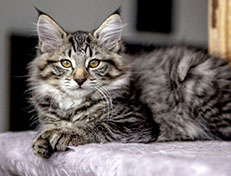 Wildfee's Norwegische Waldkatzen Wildfee's Zessin - 12 Wochen alt