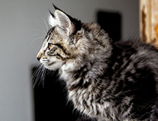 Wildfee's Norwegische Waldkatzen Wildfee's Zessin - 12 Wochen alt