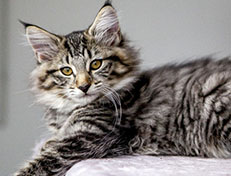 Wildfee's Norwegische Waldkatzen Wildfee's Zessin - 12 Wochen alt