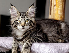 Wildfee's Norwegische Waldkatzen Wildfee's Zizou - 12 Wochen alt