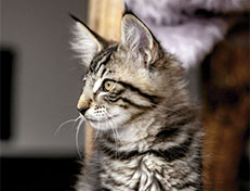 Wildfee's Norwegische Waldkatzen Wildfee's Zizou - 12 Wochen alt