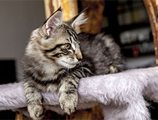 Wildfee's Norwegische Waldkatzen Wildfee's Zizou - 12 Wochen alt