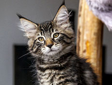 Wildfee's Norwegische Waldkatzen Wildfee's Zodor - 12 Wochen alt