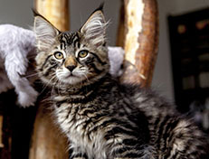 Wildfee's Norwegische Waldkatzen Wildfee's Zodor - 12 Wochen alt