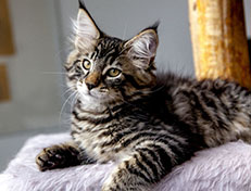 Wildfee's Norwegische Waldkatzen Wildfee's Zodor - 12 Wochen alt