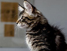 Wildfee's Norwegische Waldkatzen Wildfee's Zodor - 12 Wochen alt