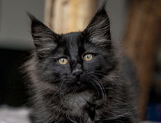 Wildfee's Norwegische Waldkatzen Wildfee's Zoe - 12 Wochen alt