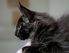 Wildfee's Norwegische Waldkatzen Wildfee's Zoe - 12 Wochen alt