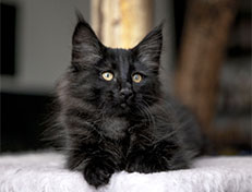 Wildfee's Norwegische Waldkatzen Wildfee's Zoe - 12 Wochen alt