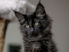 Wildfee's Norwegische Waldkatzen Wildfee's Zoe - 12 Wochen alt