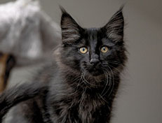 Wildfee's Norwegische Waldkatzen Wildfee's Zoe - 12 Wochen alt