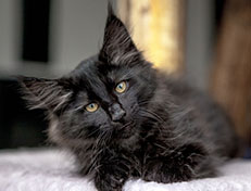 Wildfee's Norwegische Waldkatzen Wildfee's Zoe - 12 Wochen alt