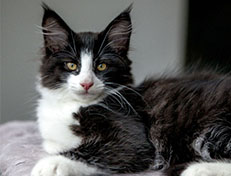 Wildfee's Norwegische Waldkatzen Wildfee's ZsaZsa - 12 Wochen alt