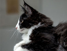 Wildfee's Norwegische Waldkatzen Wildfee's ZsaZsa - 12 Wochen alt