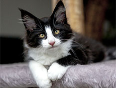 Wildfee's Norwegische Waldkatzen Wildfee's ZsaZsa - 12 Wochen alt