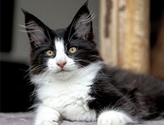 Wildfee's Norwegische Waldkatzen Wildfee's ZsaZsa - 12 Wochen alt