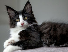 Wildfee's Norwegische Waldkatzen Wildfee's ZsaZsa - 12 Wochen alt