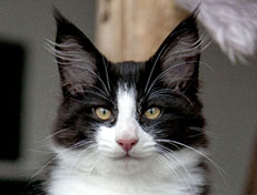 Wildfee's Norwegische Waldkatzen Wildfee's ZsaZsa - 12 Wochen alt