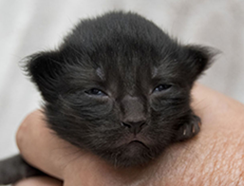 Wildfee's Norwegische Waldkatzen Wildfee's Zarah - 9 Tage alt