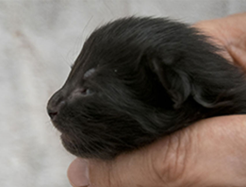 Wildfee's Norwegische Waldkatzen Wildfee's Zarah - 9 Tage alt