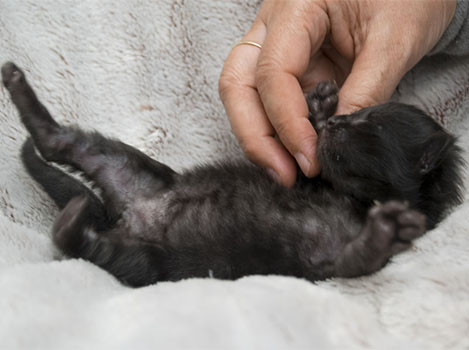 Wildfee's Norwegische Waldkatzen Wildfee's Zarah - 9 Tage alt