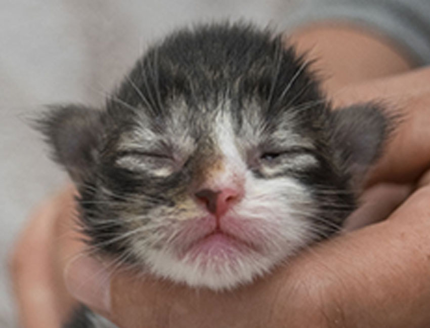 Wildfee's Norwegische Waldkatzen Wildfee's Zazazu - 9 Tage alt