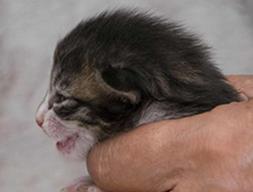 Wildfee's Norwegische Waldkatzen Wildfee's Zazazu - 9 Tage alt