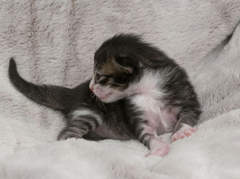 Wildfee's Norwegische Waldkatzen Wildfee's Zazazu - 9 Tage alt