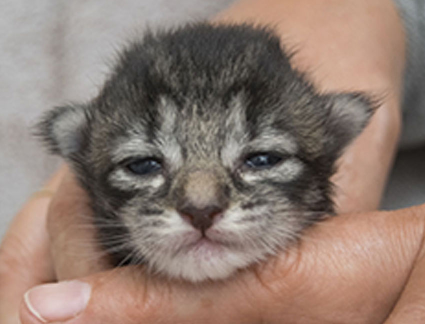 Wildfee's Norwegische Waldkatzen Wildfee's Zessin - 9 Tage alt