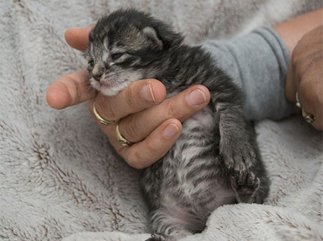 Wildfee's Norwegische Waldkatzen Wildfee's Zessin - 9 Tage alt