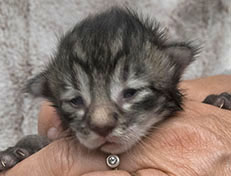 Wildfee's Norwegische Waldkatzen Wildfee's Zizou - 9 Tage alt