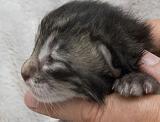 Wildfee's Norwegische Waldkatzen Wildfee's Zizou - 9 Tage alt