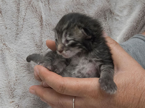 Wildfee's Norwegische Waldkatzen Wildfee's Zizou - 9 Tage alt